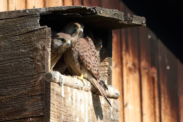 Cernícalo Común Falco Tinnunculus Aves Jóvenes Caja Del Nido Alemania — Foto de Stock