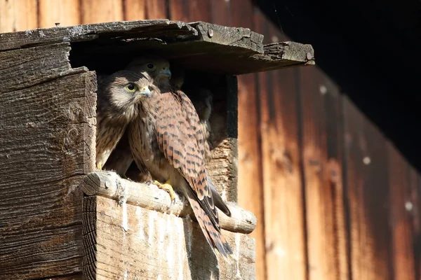 Common Kestrel Falco Tinnunculus Young Birds Nest Box Germany — Stock Photo, Image