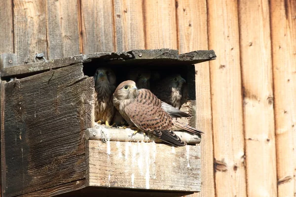 Cernícalo Común Falco Tinnunculus Aves Jóvenes Caja Del Nido Alemania — Foto de Stock