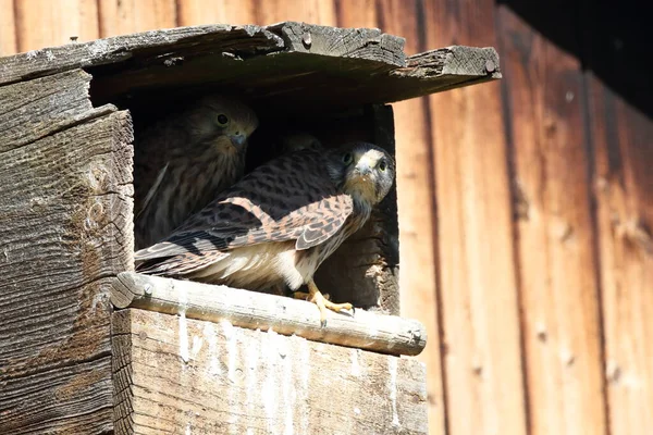 共通のケストレル ファルコ ティヌンキュラス 巣の箱にいる若い鳥ドイツ — ストック写真