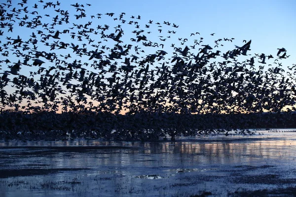 Gansos Nieve Bosque Del Apache Nuevo México — Foto de Stock