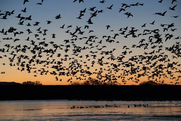 Oche Neve Bosque Del Apache Nuovo Messico — Foto Stock