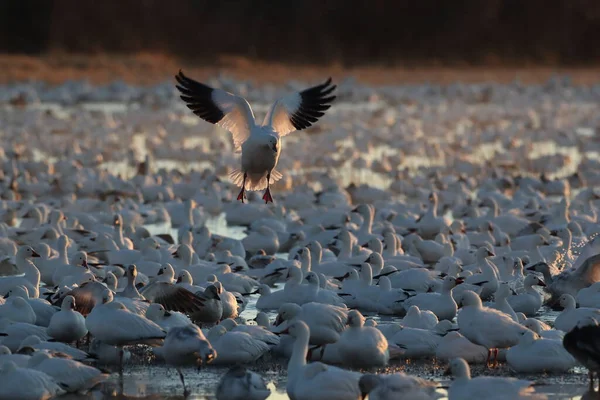 Snow Geese Bosque Del Apache New Mexico — Stock Photo, Image