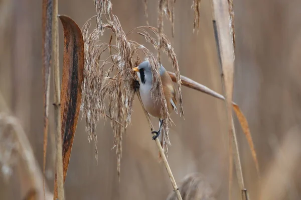 Bearded Reedling Bearded Tit Panurus Biarmicus Germany — Foto de Stock