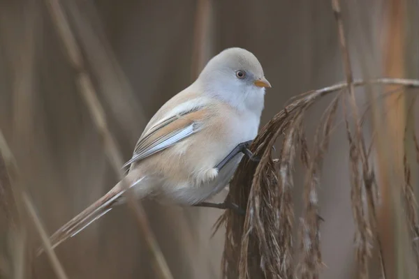 Трав Янисті Або Бородаті Цибулини Panurus Biarmicus — стокове фото