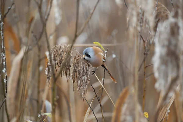 Bearded Reedling Bearded Tit Panurus Biarmicus Germany — Φωτογραφία Αρχείου