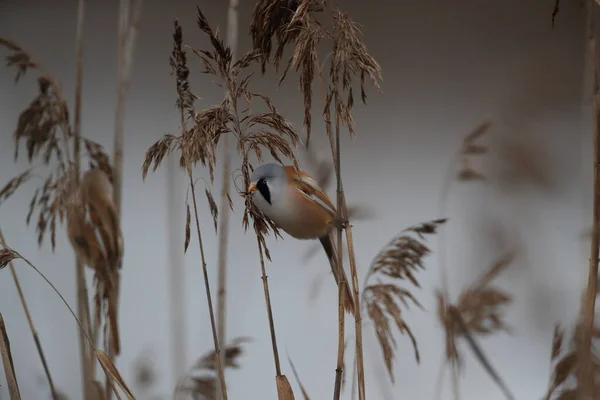 Bearded Reedling Bearded Tit Panurus Biarmicus Germany — Stockfoto