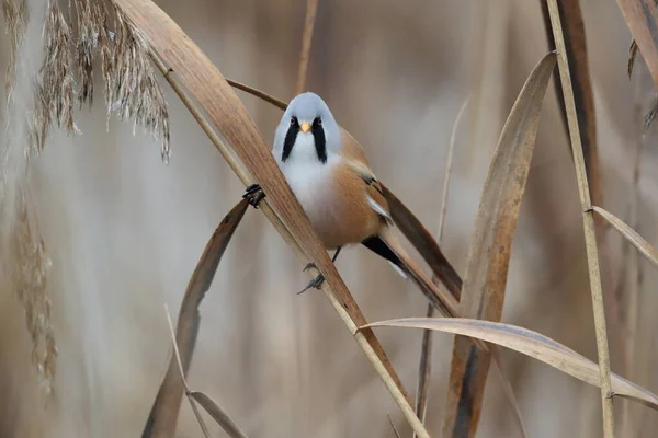 Bearded Reedling Bearded Tit Panurus Biarmicus Germany — Stock Fotó