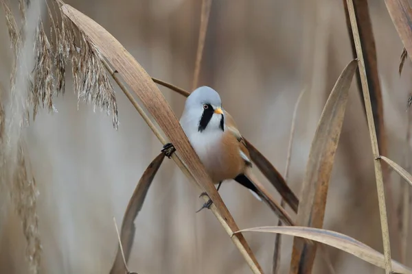 Bearded Reedling Bearded Tit Panurus Biarmicus Germany — Stockfoto