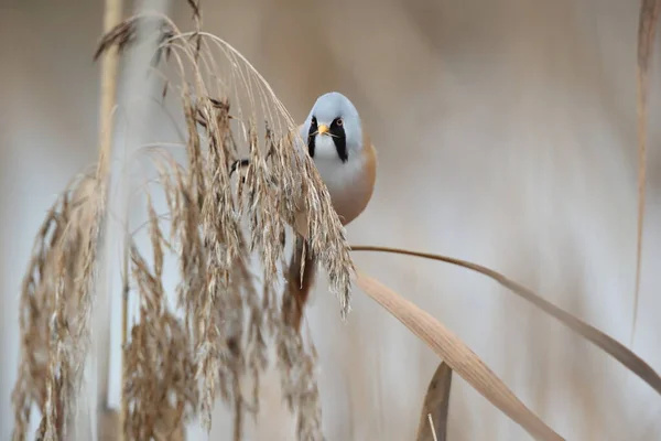 Bearded Reedling Bearded Tit Panurus Biarmicus Germany — Stockfoto