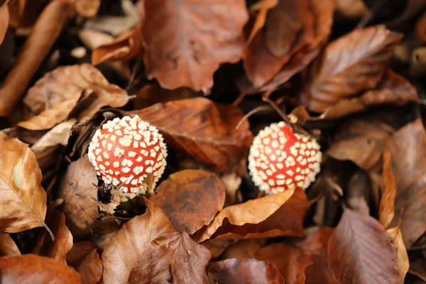 Amanita Muscaria Μύγα Αγαρικό Δηλητηριώδες Μανιτάρι Γερμανία — Φωτογραφία Αρχείου