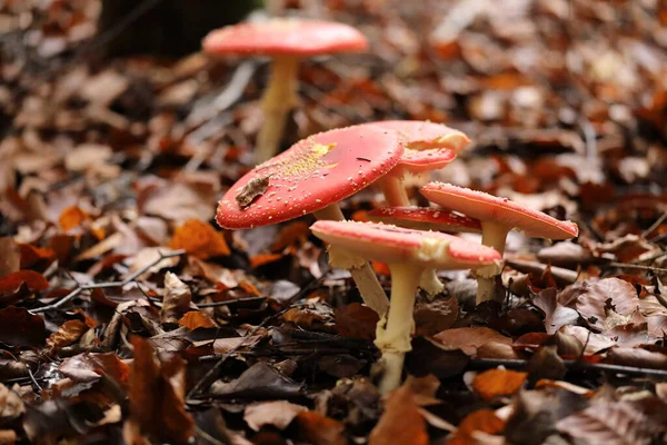 Amanita Muscaria Mosca Agarica Fungo Velenoso Germania — Foto Stock