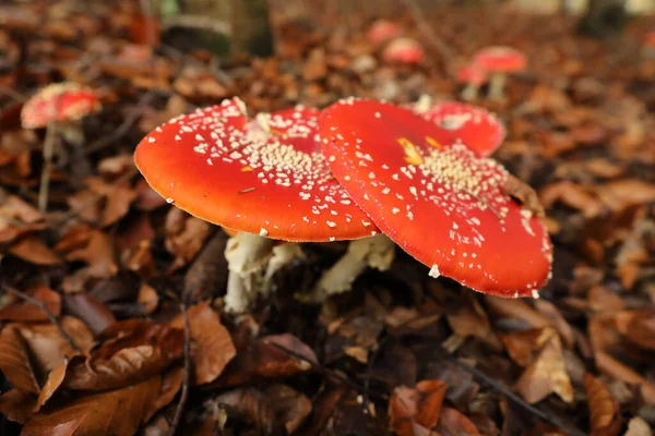 Amanita Muscaria Lub Mucha Agaric Trujący Grzyb Niemcy — Zdjęcie stockowe