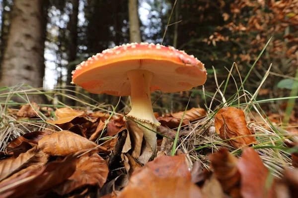 Amanita Muscaria Amanita Zehirli Mantar Almanya — Stok fotoğraf