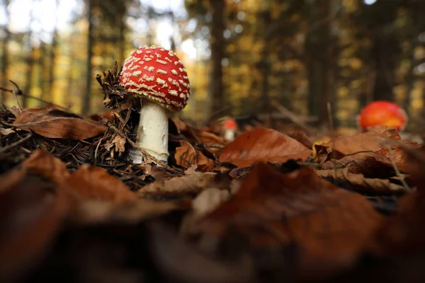 Amanita Muscaria Eller Flyga Agarisk Giftig Svamp Tyskland — Stockfoto