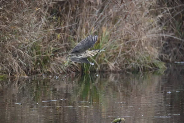 Eurasia Bittern Great Bittern Botaurus Stellaris — Stok Foto