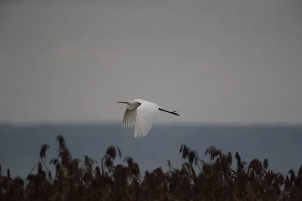 Silberreiher Ardea Alba Federsee Baden Württemberg Deutschland — Stockfoto