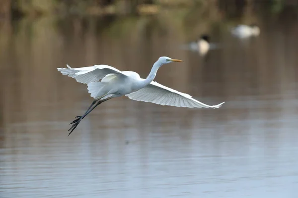 Great Egret Ardea Alba Federsee Baden Wuerttemberg Alemania — Foto de Stock