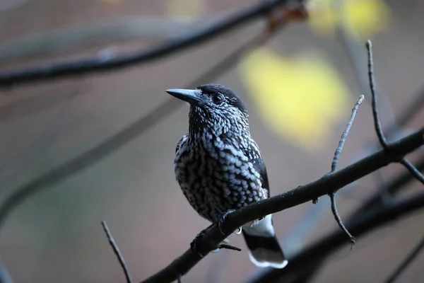 Cascanueces Moteados Cascanueces Euroasiáticos Nucifraga Caryocatactes Selva Negra Alemania — Foto de Stock