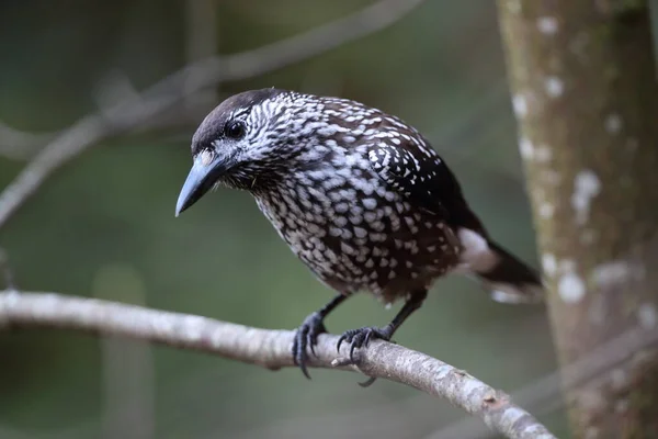 Gefleckter Nussknacker Eurasischer Nussknacker Nucifraga Caryocatactes Schwarzwald — Stockfoto