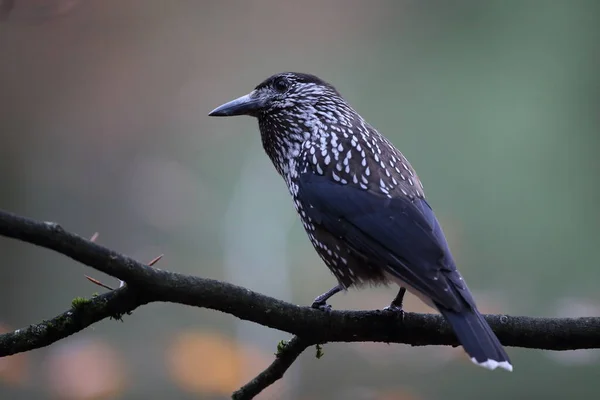 Spotted Nutcracker Eurasian Nutcracker Nucifraga Caryocatactes Schwarzwald Tyskland — Stockfoto