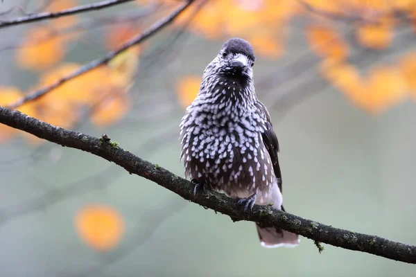 Gespot Notenkraker Euraziatische Notenkraker Nucifraga Caryocatactes Zwarte Woud Duitsland — Stockfoto