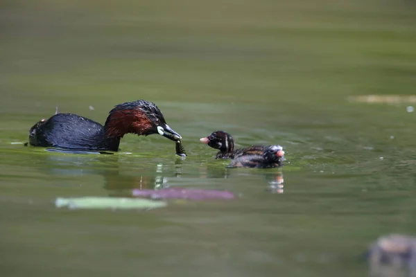 Pequeno Grebe Tachybaptus Ruficollis Pintainho — Fotografia de Stock