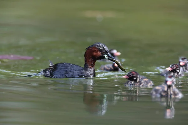 Маленькая Грэб Tachybaptus Ruficollis Цыпочка — стоковое фото