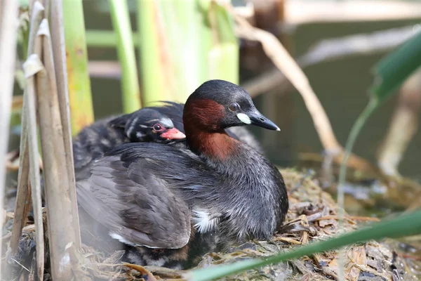 Piccolo Grebe Tachybaptus Ruficollis Pulcino — Foto Stock