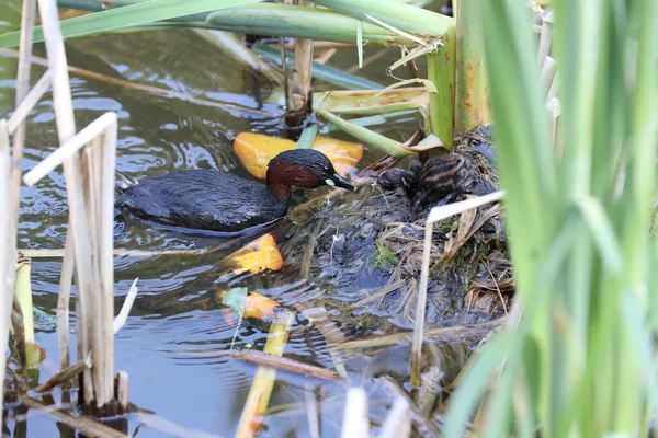 Маленькая Грэб Tachybaptus Ruficollis Цыпочка — стоковое фото