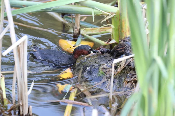 Pequeno Grebe Tachybaptus Ruficollis Pintainho — Fotografia de Stock