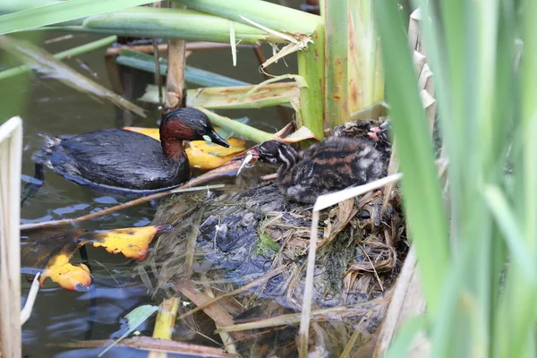 Piccolo Grebe Tachybaptus Ruficollis Pulcino — Foto Stock