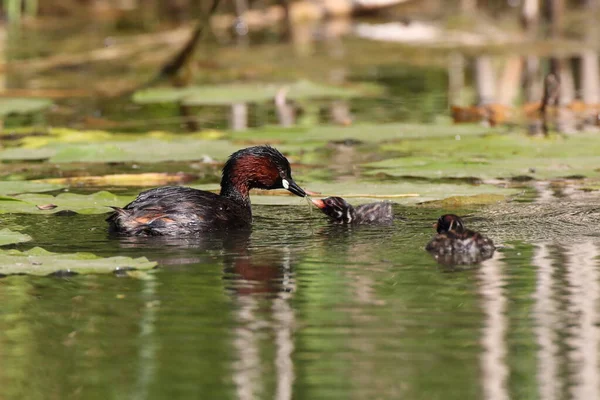 Маленькая Грэб Tachybaptus Ruficollis Цыпочка — стоковое фото