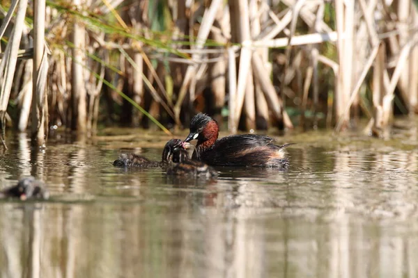 Pequeno Grebe Tachybaptus Ruficollis Pintainho — Fotografia de Stock