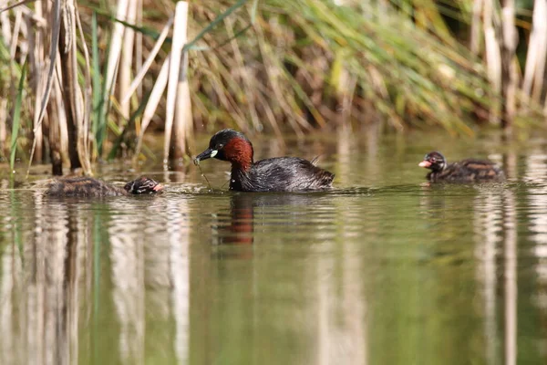 Маленькая Грэб Tachybaptus Ruficollis Цыпочка — стоковое фото