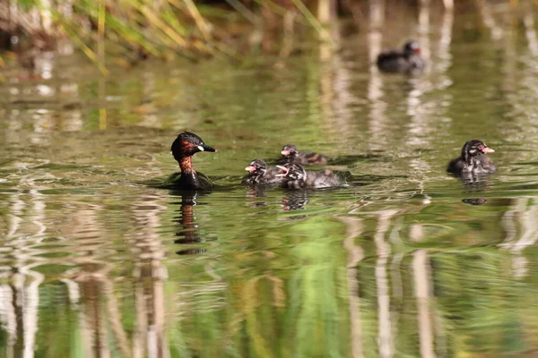 Маленькая Грэб Tachybaptus Ruficollis Цыпочка — стоковое фото