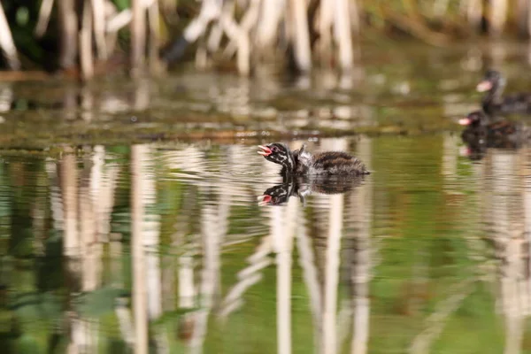 Крошка Грэб Tachybaptus Ruficollis — стоковое фото