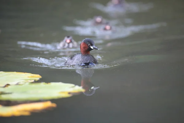 Pequeno Grebe Tachybaptus Ruficollis Pintainho — Fotografia de Stock