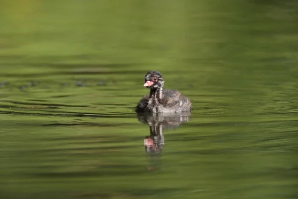 Pequeño Grebe Tachybaptus Ruficollis Polluelo —  Fotos de Stock