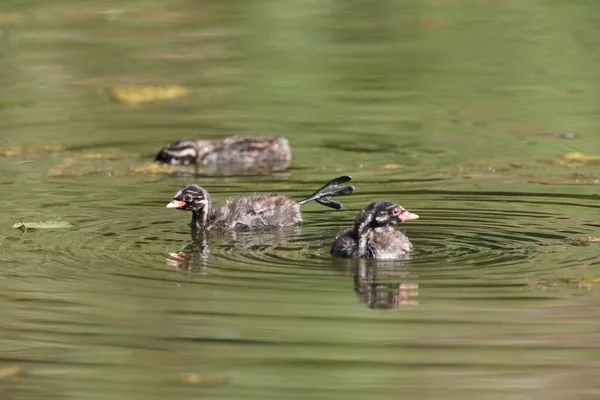 Lilla Kråka Tachybaptus Ruficollis Kyckling — Stockfoto