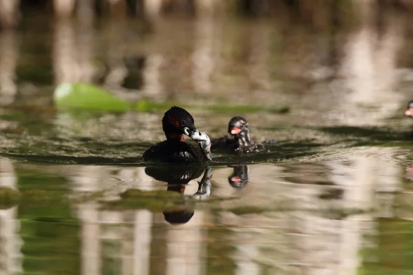 Little Grebe Tachybaptus Ruficollis Chick — Stock Photo, Image