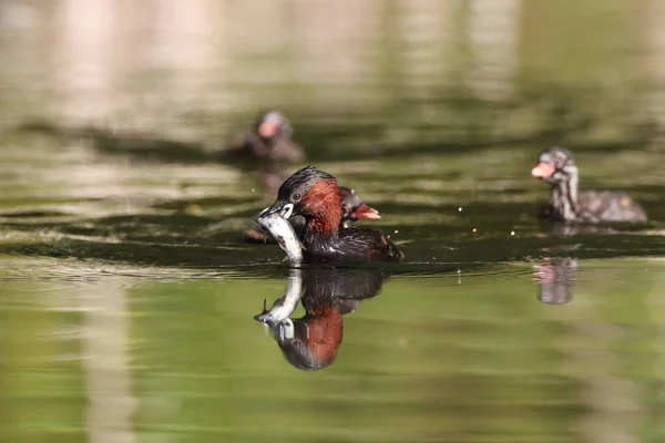 Pequeño Grebe Tachybaptus Ruficollis Polluelo —  Fotos de Stock