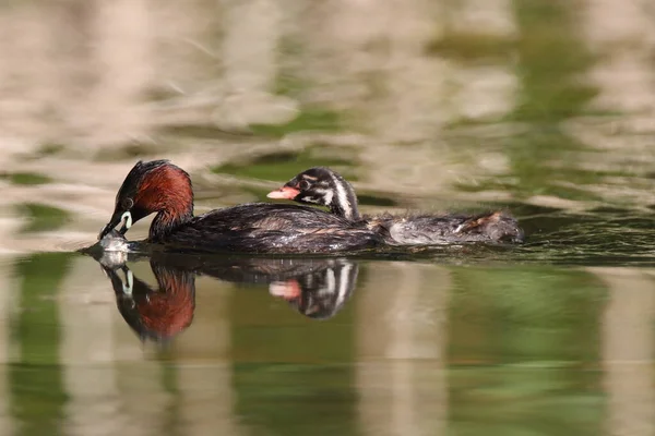 Pequeno Grebe Tachybaptus Ruficollis Pintainho — Fotografia de Stock