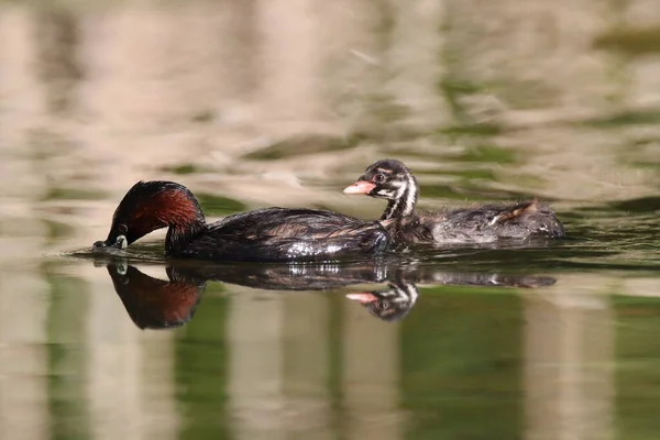 Pequeno Grebe Tachybaptus Ruficollis Pintainho — Fotografia de Stock