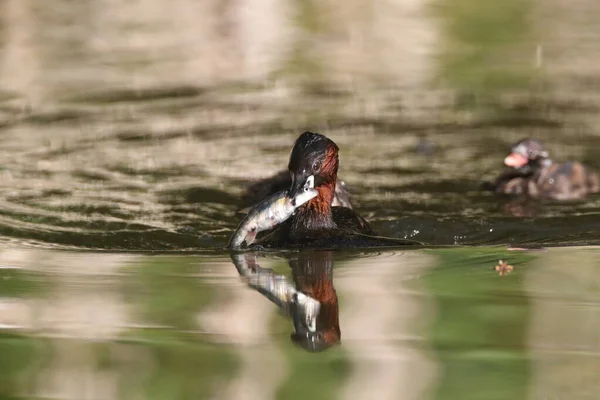 Pequeño Grebe Tachybaptus Ruficollis Polluelo — Foto de Stock