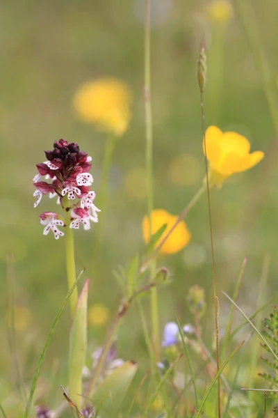 Burnt Orchid Burnt Tip Orchid Burnt Tip Orchid Orchis Ustulata — Stock Photo, Image