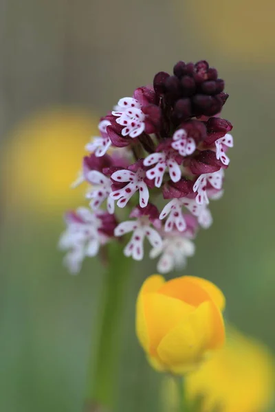 Burnt Orchid Burnt Tip Orchid Burnt Tip Orchid Orchis Ustulata — Stock Photo, Image