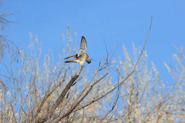 American Kestrel Falco Sparverius Mouse Bosque Del Apache New Mexico — Stock Photo, Image