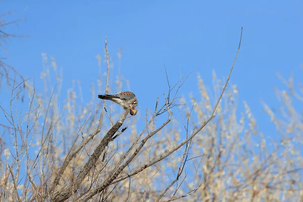 American Kestrel Falco Sparverius Mouse Bosque Del Apache New Mexico — Stock Photo, Image