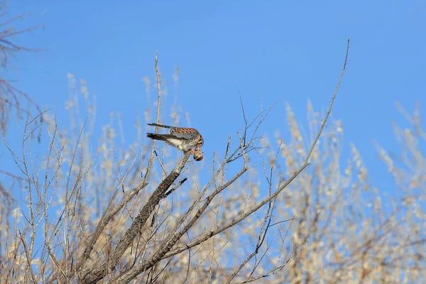 American Kestrel Falco Sparverius Mouse Bosque Del Apache New Mexico — Stock Photo, Image